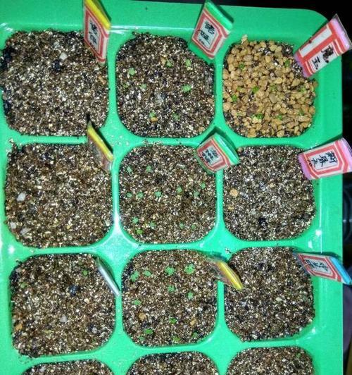 如何种植多肉种子（多肉种子发芽的时间及技巧）
