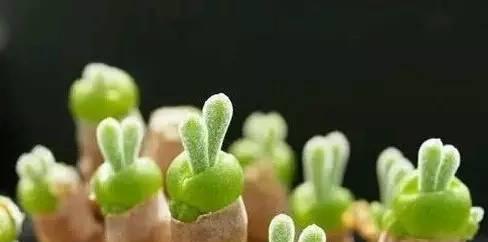 多肉种子的来源与繁殖方法（从花朵到种子）