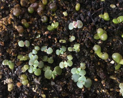 多肉种子的种植方法（从选种到萌芽）