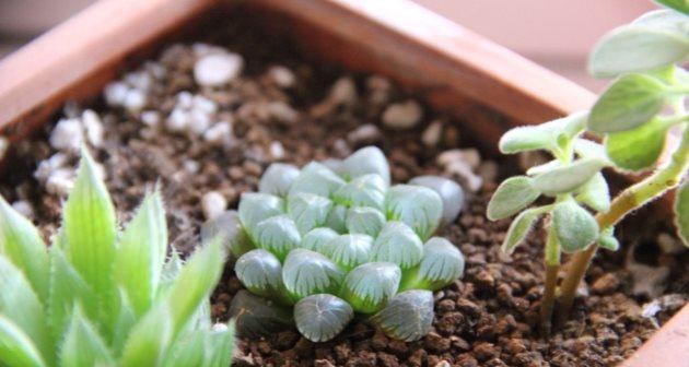 多肉种子的种植方法详解（从选种到收成）
