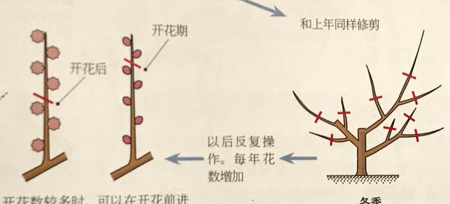 多头康乃馨的修剪技巧（打造优美的康乃馨多头盆栽）