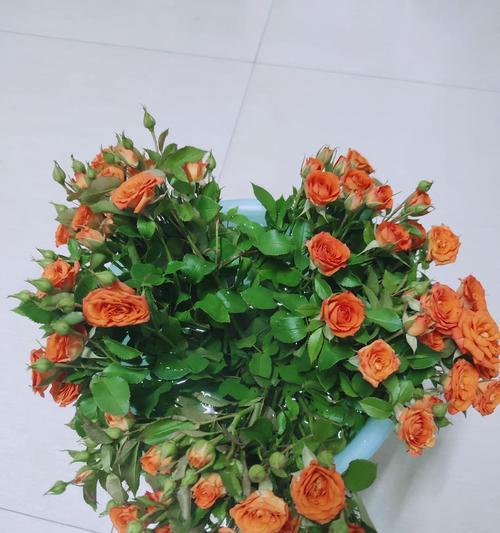 如何让多头玫瑰醒花（让你的多头玫瑰焕发生机的小技巧）