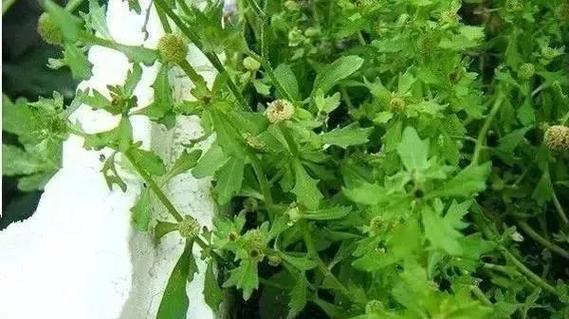 为什么鹅不吃草（探究鹅对草的偏好与原因）