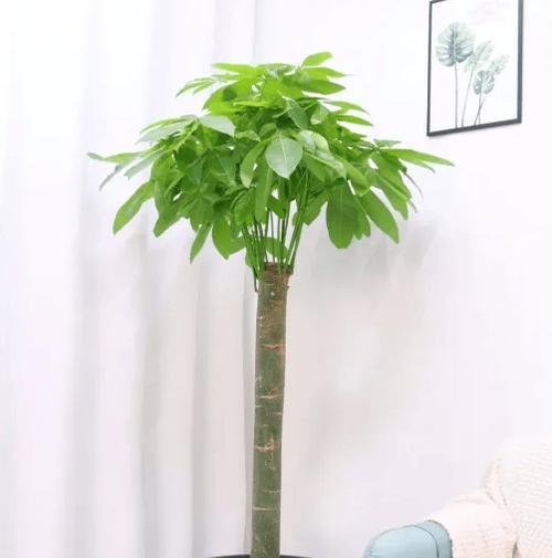 鹅掌柴的风水作用（摆放三不要）