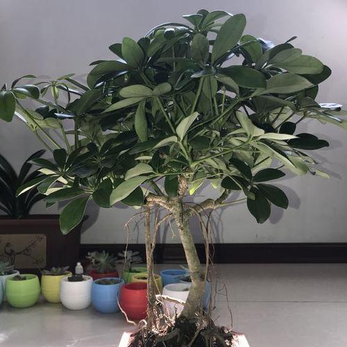 冬季鹅掌柴剪枝技巧（鹅掌柴冬天如何剪枝）