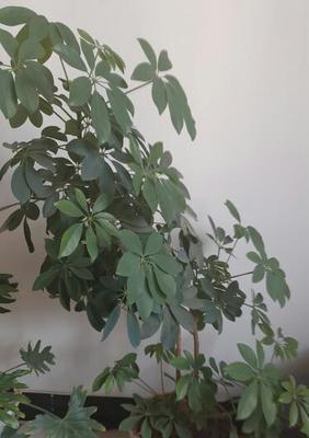 冬季鹅掌柴剪枝技巧（鹅掌柴冬天如何剪枝）