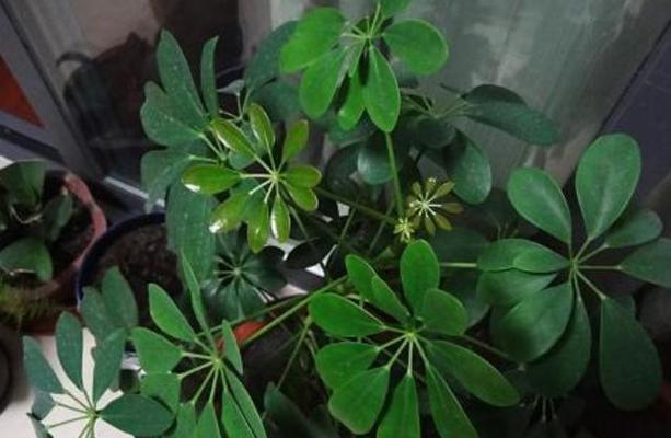 鹅掌柴的浇水方法（如何科学地浇水让鹅掌柴茁壮成长）