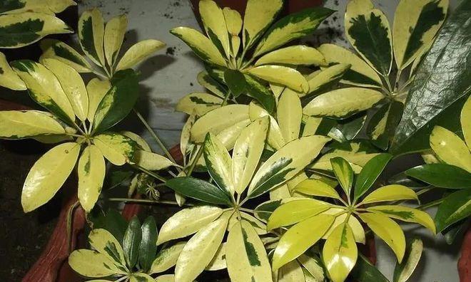 探秘鹅掌柴的花期（掌握鹅掌柴花期时间）