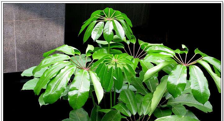 鹅掌柴开花预示着什么（探究鹅掌柴花开花的含义及所代表的意义）