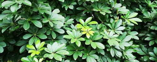 鹅掌柴开花预示着什么（探究鹅掌柴花开花的含义及所代表的意义）