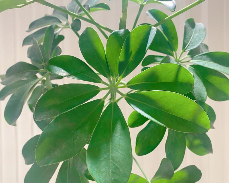 如何正确浇水鹅掌柴（时间）