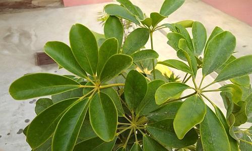 如何正确浇水鹅掌柴（时间）