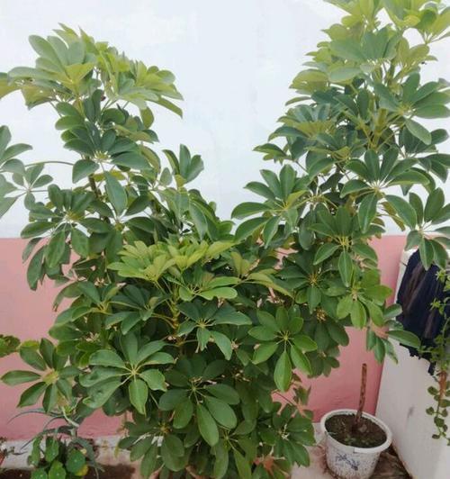 鹅掌柴花期如何（了解鹅掌柴开花的时间和样子）