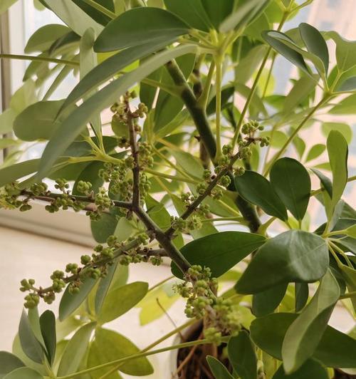 鹅掌柴花期如何（了解鹅掌柴开花的时间和样子）