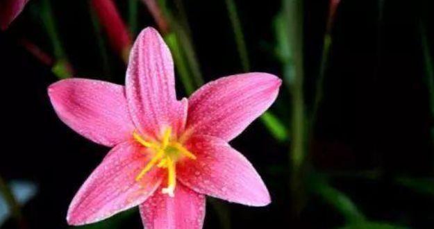 坚强不屈——以向日葵的花语为主题的文章（向日葵花语代表的坚持和勇气）