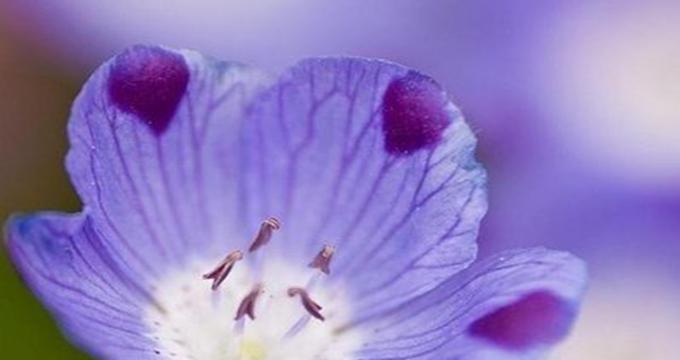 以百合花的花语为主题的文章（宽恕之花）