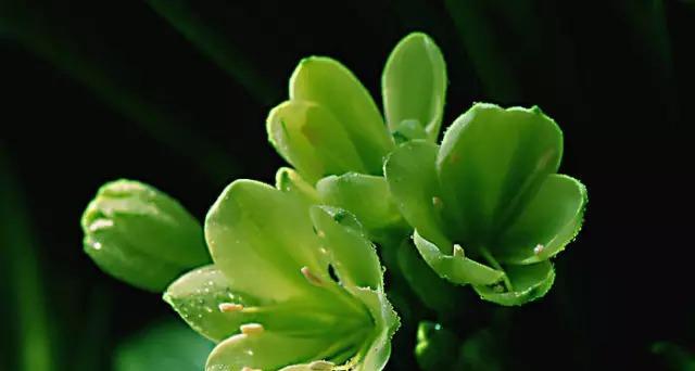 冷漠无情的花语——以铁线莲为主题的花语故事（铁线莲）