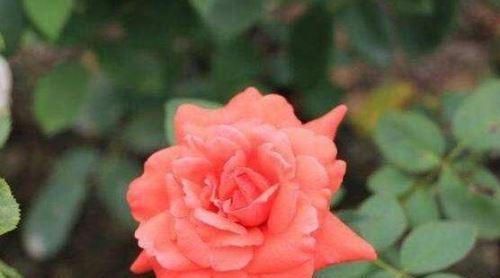 期待爱情——以百合花为主题的花语（百合花语揭示的爱情期许与向往）