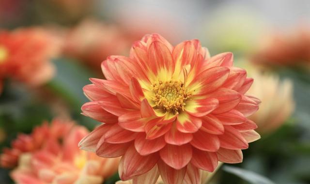 期待爱情——以百合花为主题的花语（百合花语揭示的爱情期许与向往）