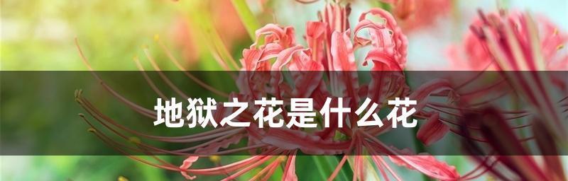 魅惑之花——欺骗的爱（揭开爱情的伪装）