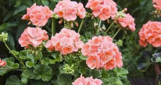 奇迹的花语——《樱花》与希望的化身（一朵樱花）