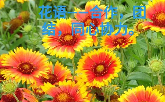 以康乃馨的花语表达亲情的文章（用康乃馨传递深深的亲情之意）