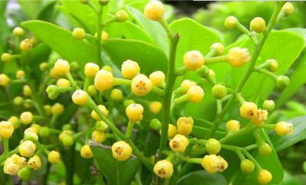 勤劳之花（用花语传递勤奋的力量）