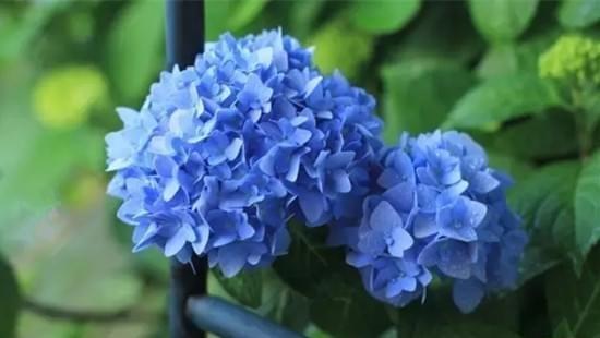 青春花开，映画卷（探寻青春的花语）