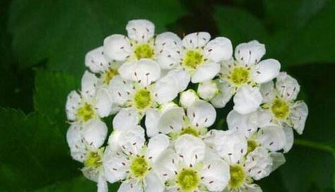青春花开，映画卷（探寻青春的花语）