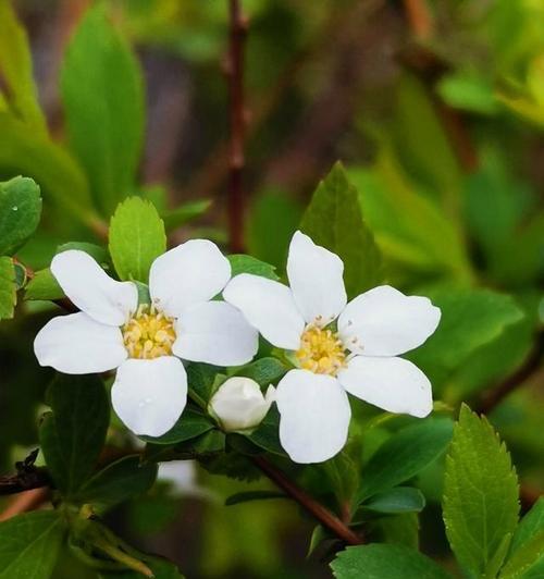以菊花的花语为主题的文章（菊花）