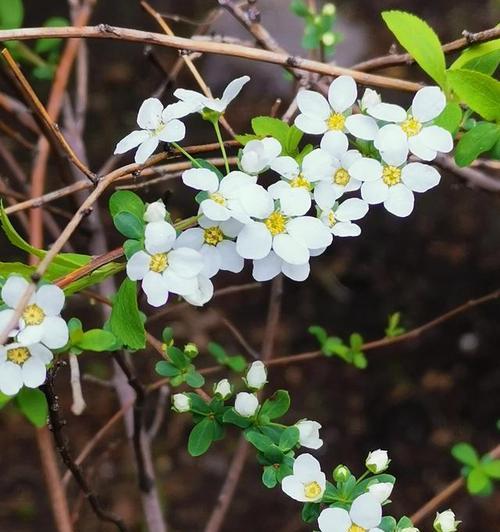 以菊花的花语为主题的文章（菊花）