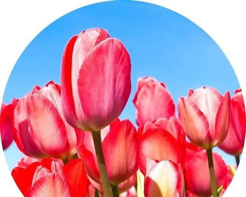 囚禁之花（自由与困境的对立与平衡）