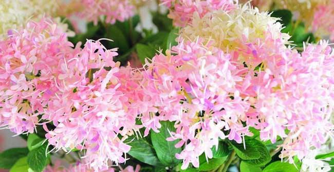 热情如火，情意绵绵——以红玫瑰为主题的花语之爱（传递爱的热情与深情）