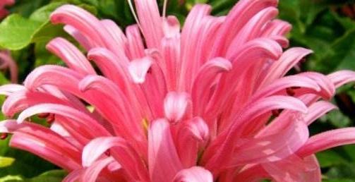 以百合花为主题的生命花语（传递生命与希望的芬芳）