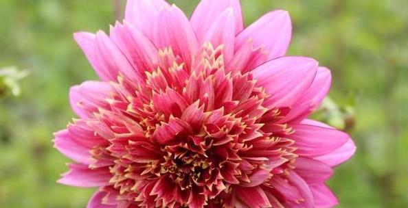 顺利之花——白兰花的花语（花开如意）