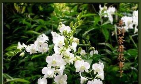 无言的爱，诉说在花语间（以某种花的花语）