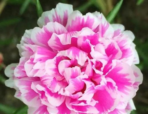 阳光花开，花语盛放（以太阳花为主题的花语）