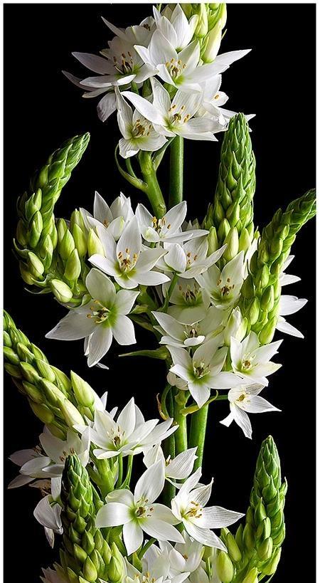 永恒的友谊——以白玫瑰的花语为主题（传递爱与友谊的美好寓意）