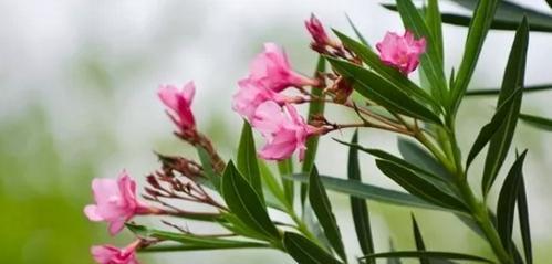 欲望之花（探索玫瑰花所传达的欲望与渴望的情感）