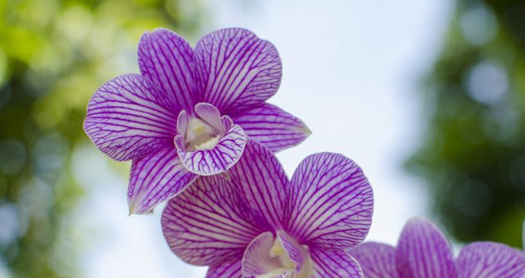 智慧之花（菊花之智）