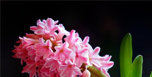 重生的花语——以凤凰花为主题（用花朵诠释生命的轮回与变迁）