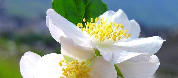 以什么花的花语是自私（探索花语中的自私特质）