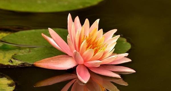 睡莲开花的寓意与象征（睡莲花的美丽与含义）