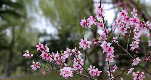 桃花的象征意义（桃花与爱情）