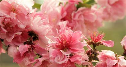 桃花花语与寓意（桃花的象征与意义）