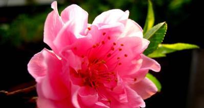 桃花花语与寓意（桃花花语的代表意义及其美好寓意）