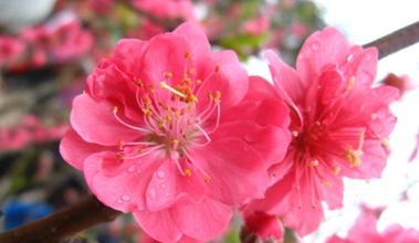 桃花（桃花的美丽和意义）