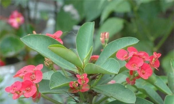 铁海棠花语与寓意（花开在冬日）