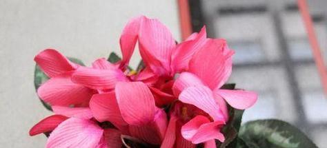 以仙客来的花语与寓意（仙客来花传达的美好祝愿与情感）