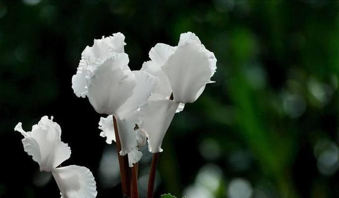 以仙客来的花语与寓意（仙客来花传达的美好祝愿与情感）